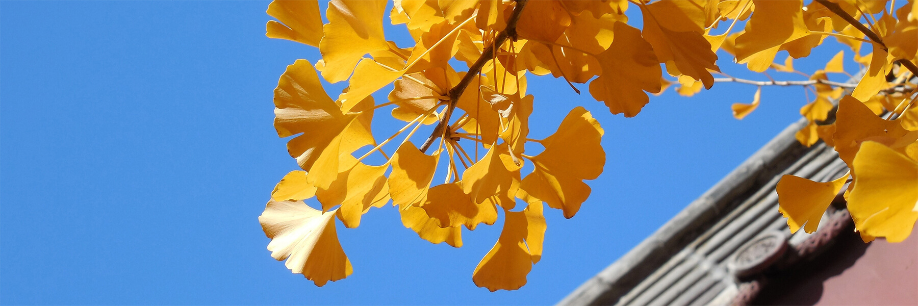 leaves of a ginkgo tree